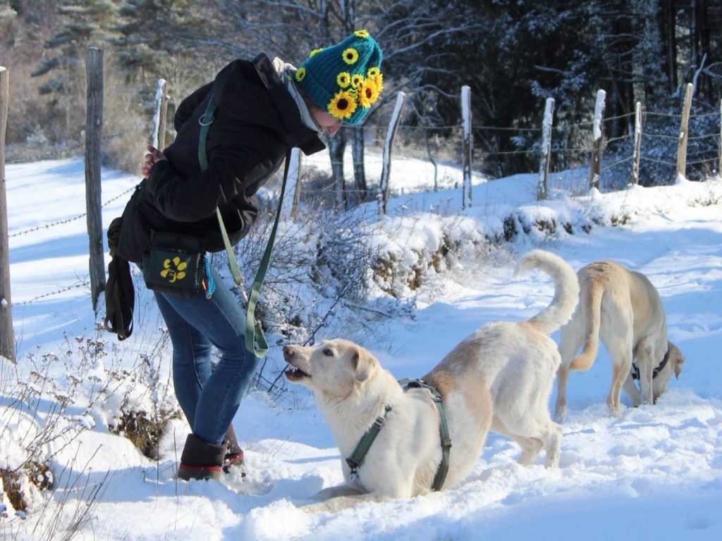 éducatrice canin éducateur educateur educatrice chien dressage dresseur dresseuse comportementaliste education positive éducation Loire Saint Laurent Rochefort intuitions canines palogneux saint sixte la valla sur rochefort cezay la cote en couzan saint just en bas leigneux boen sur lignon saint germain laval puy de dome